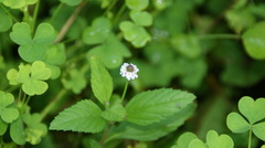 Lanceleaf Frogfruit (Phyla lanceolata)