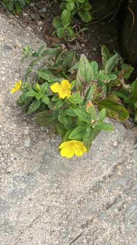 meadow evening primrose (Oenothera pilosella)