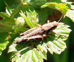 Melanoplus viridipes