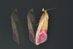 Cochylis rosaria