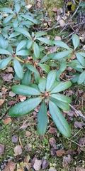 Rhododendron aureum