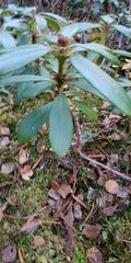 Rhododendron aureum