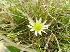 Anemone decapetala