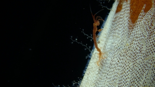 Caprella linearis observed 2025-07-20