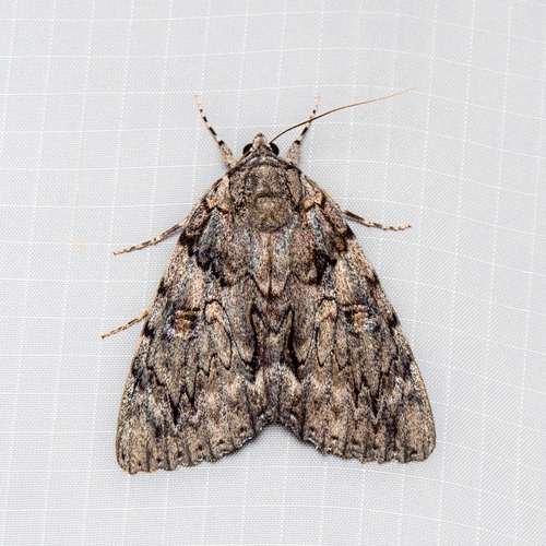Ulalume Underwing photo 3