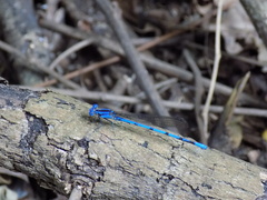 Argia elongata