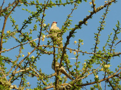 Urocolius macrourus