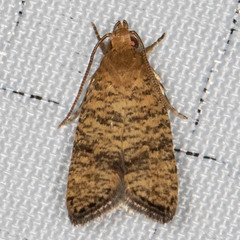 Psilocorsis quercicella