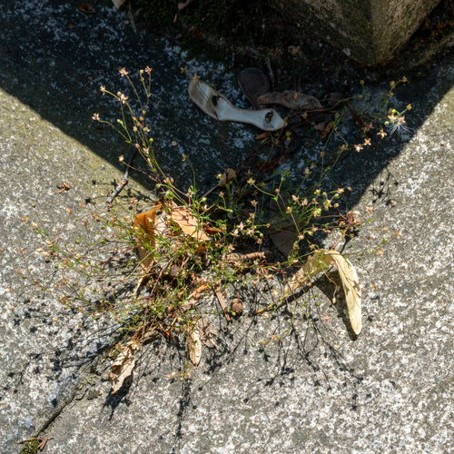 Upright pearlwort (Sagina micropetala)