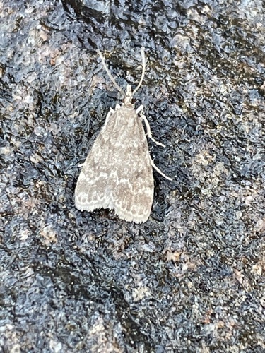 Dark Brown Scoparia Moth