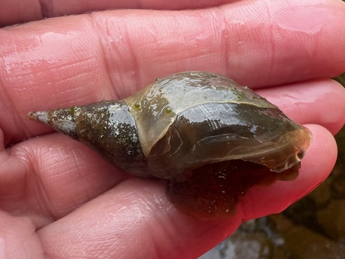 Lymnaea jugularis