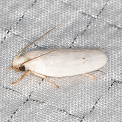 Antaeotricha albulella
