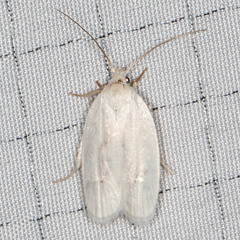 Antaeotricha albulella