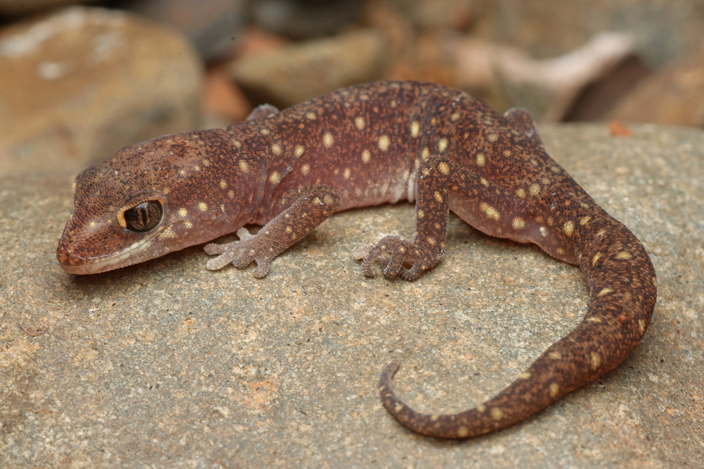 Pilbara Sandplain Gecko