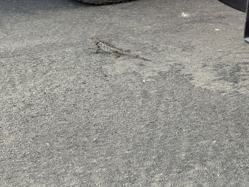 iNaturalist observation photo of Desert Spiny Lizard