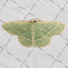 Chlorochlamys phyllinaria