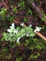 Peltigeraceae