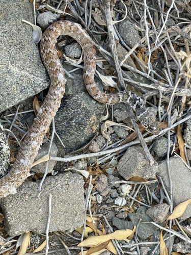 iNaturalist observation photo of Common Coachwhip