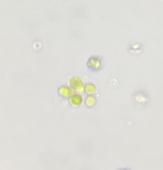 Volvocales