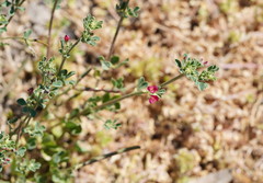 Lotus cruentus