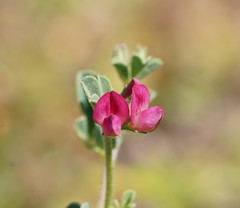 Lotus cruentus