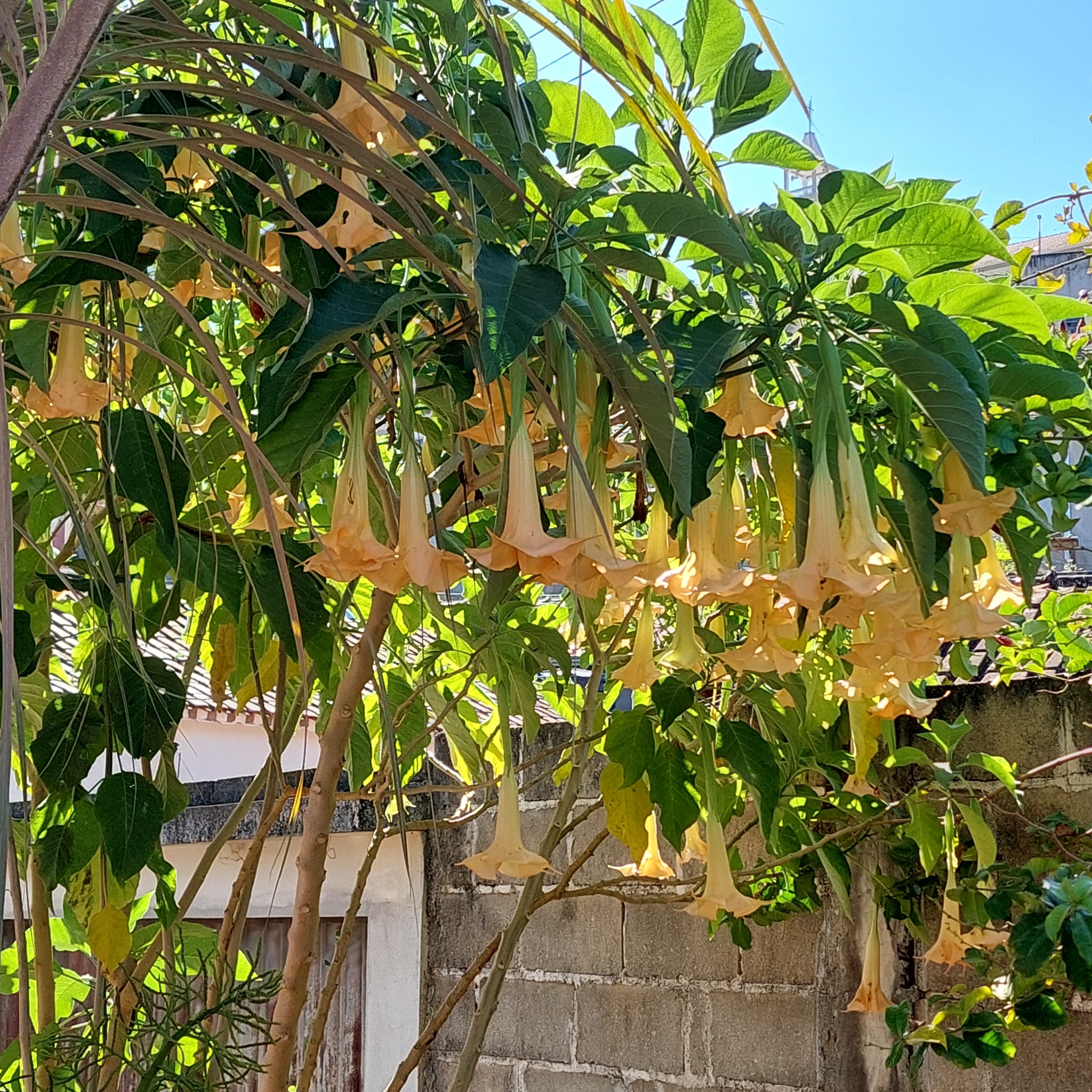 Brugmansia aurea
