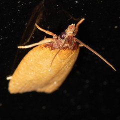 Sparganothis distincta