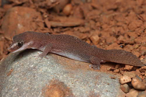 Western Fat-tailed Gecko