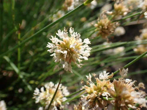 greenheaded rush (Juncus chlorocephalus)