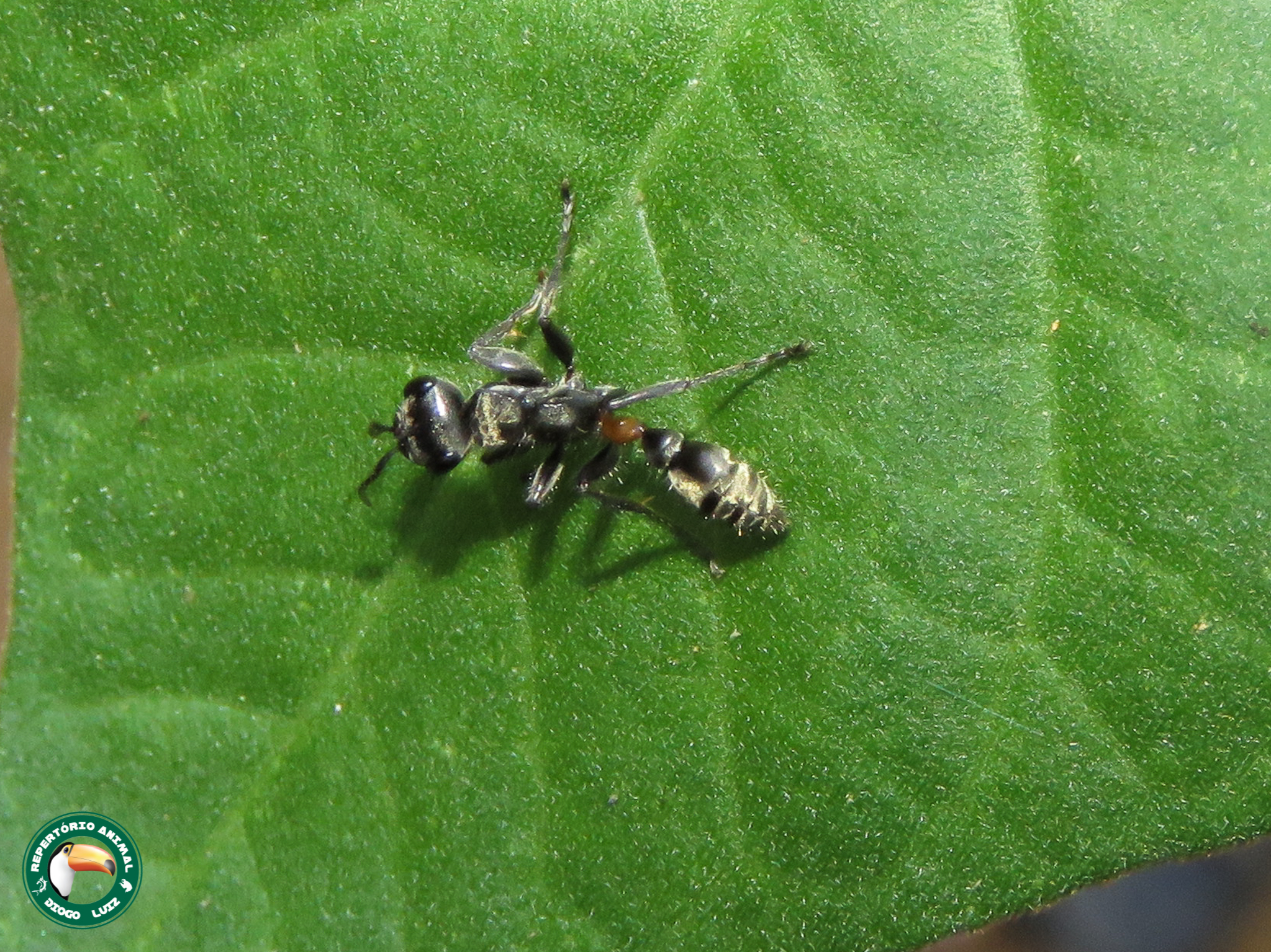 Pseudomyrmex unicolor
