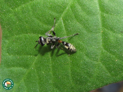 Pseudomyrmex unicolor