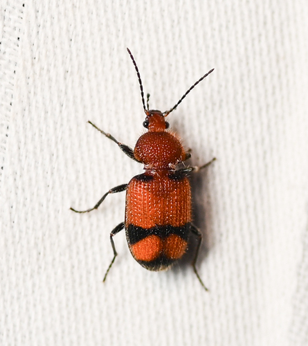 Panagaeus fasciatus photo 2