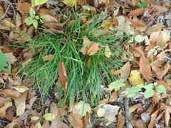 Carex pedunculata