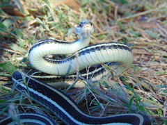 Thamnophis proximus proximus