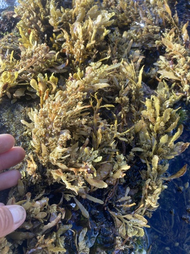 Sargassum echinocarpum observed 2025-07-19