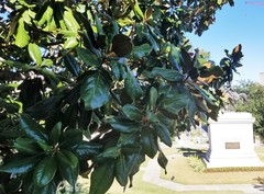 Magnolia grandiflora