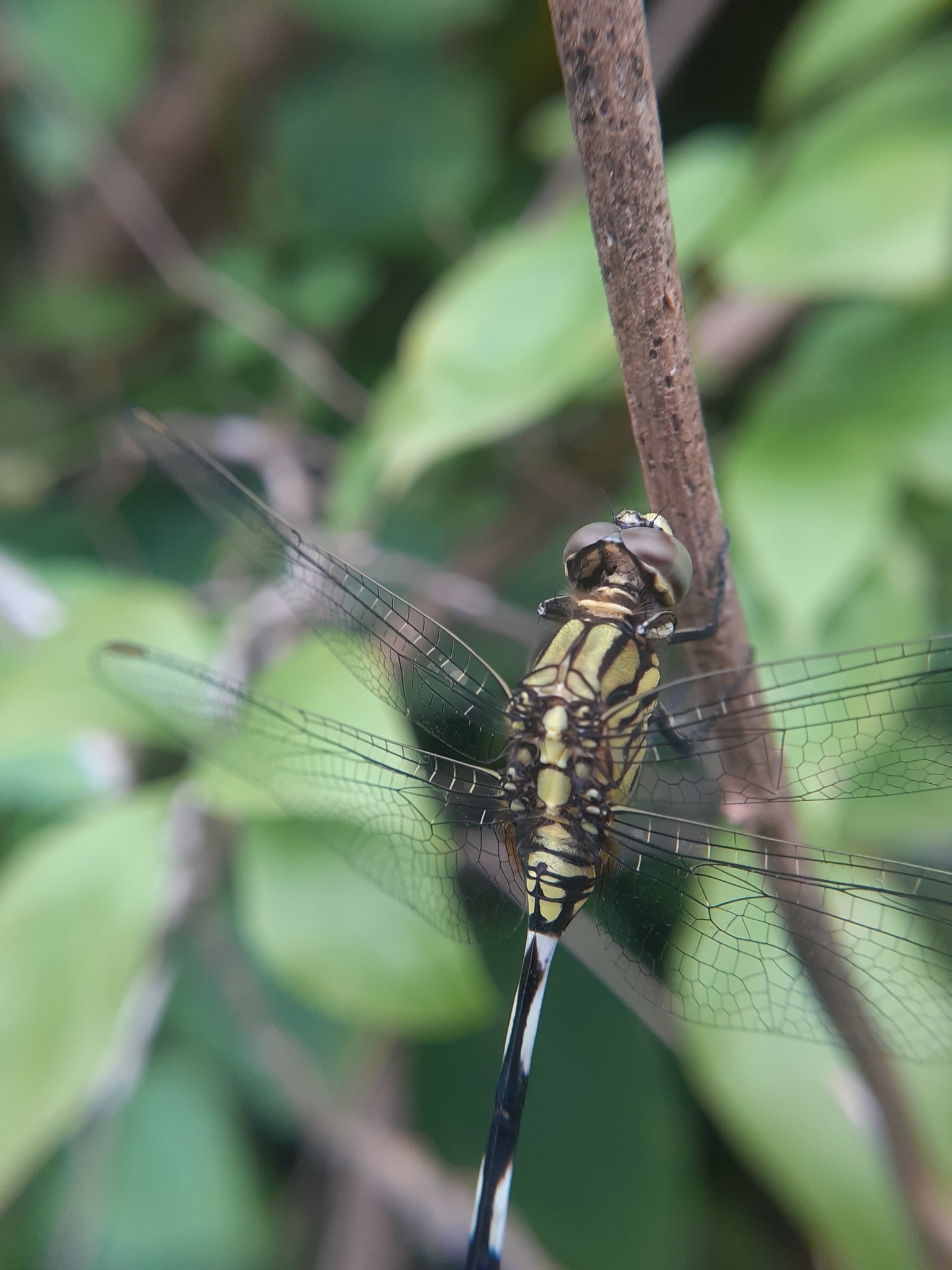 Slender Skimmer