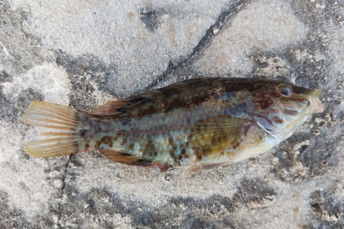 Symphodus roissali