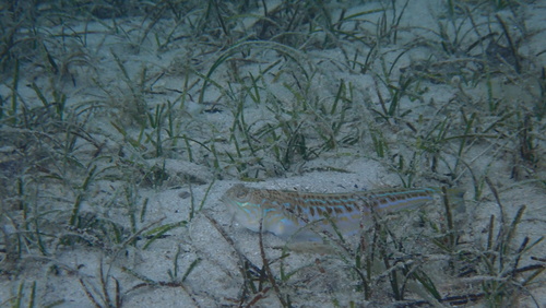 Trachinus draco
