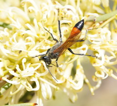Podalonia tydei suspiciosa