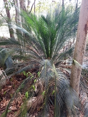 Macrozamia communis
