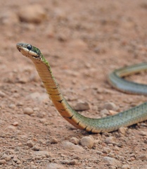 Erythrolamprus typhlus