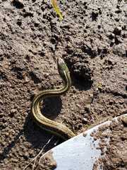 Thamnophis proximus rutiloris