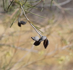 Hakea tephrosperma