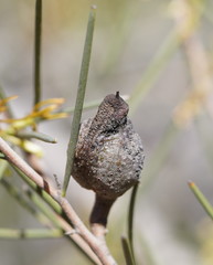 Hakea tephrosperma