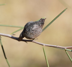 Hakea tephrosperma