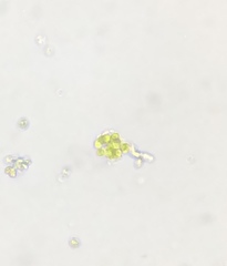 Volvocales