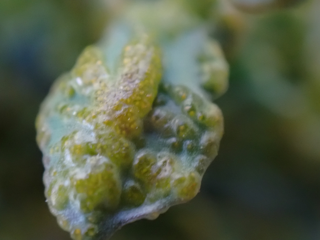 Synchytrium lacunosum