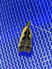 Dichomeris setosella