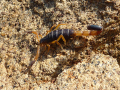 Uroplectes fischeri